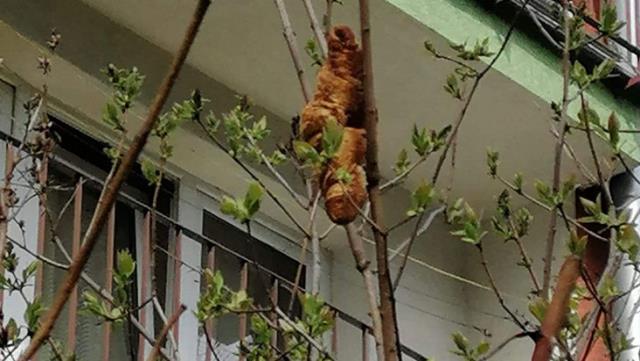 Apartmana korku salan 'yaratık' kruvasan çıktı