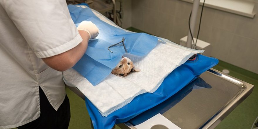 Avrupa İlaç Ajansı: Rusya'da hayvanlar için geliştirilen koronavirüs aşısı AB'de bir ilk olabilir