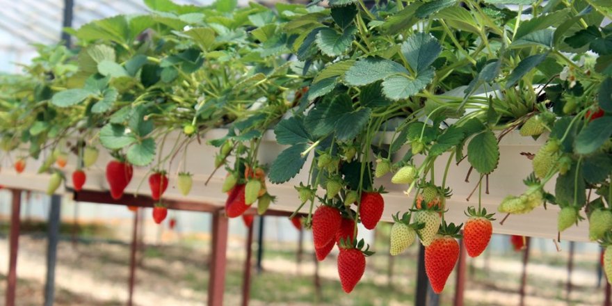 Topraksız çilek üretip yılda 300 bin lira kazanıyor