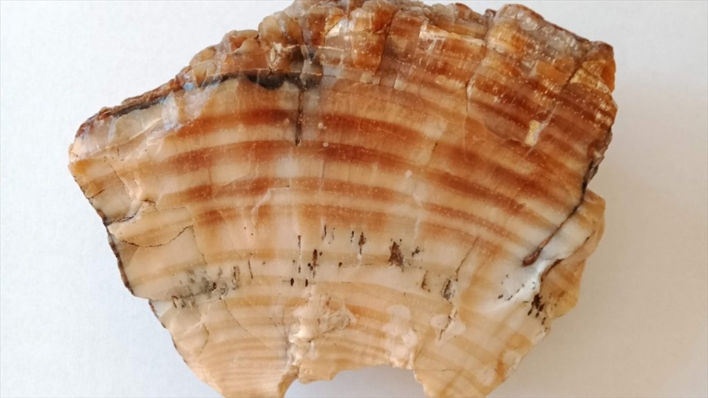 İnternet Ortamında Satışı Yaygınlaşan Fosil Ağaçlar İçin Yasal Koruma Talebi