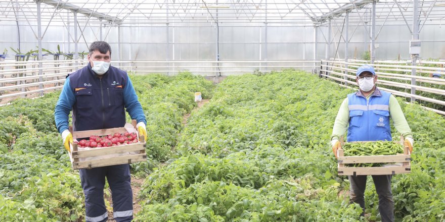 Aydın Büyükşehir Belediyesi Ata Tohumlarını Toprakla Buluşturdu