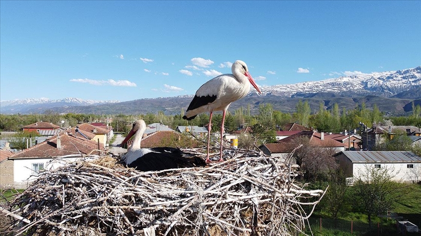 17 Yıldır Aynı Yuvada Kuluçkaya Yatıyor