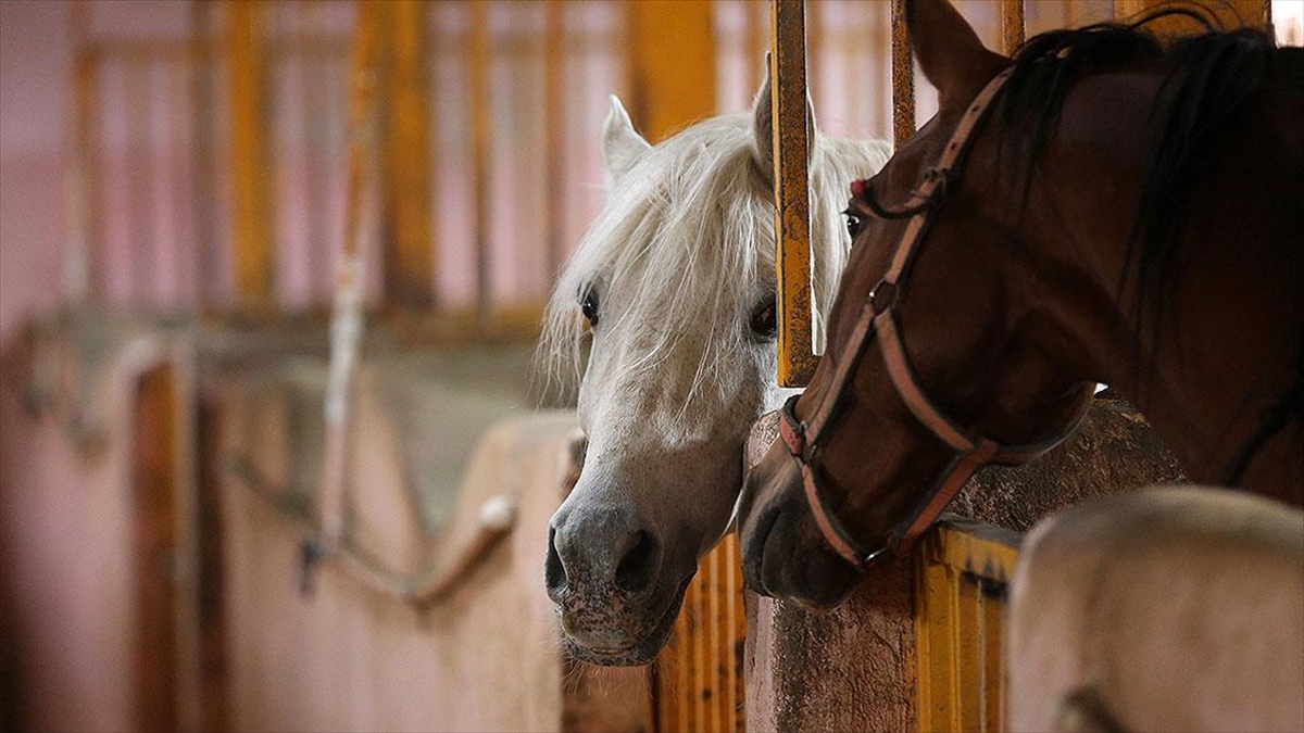 İran'da Kaşkay Türklerinin Yüzyıllardır Yetiştirdiği Asil Atları Servet Değerinde