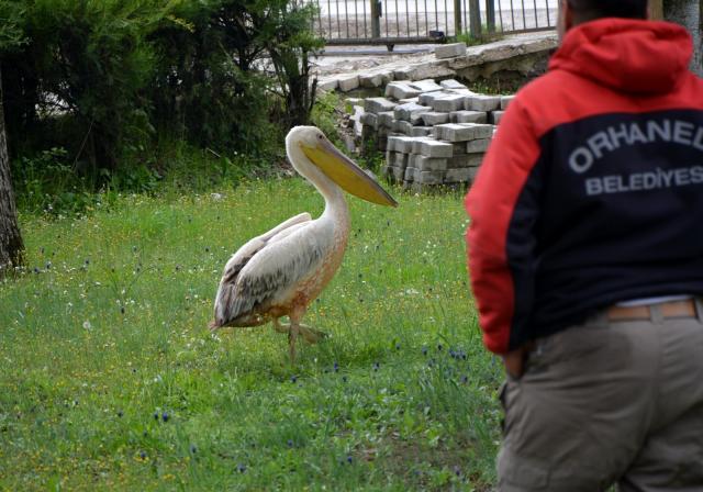 Tarlasında sulama yapan muhtar, gelen sesler üzerine baktığı havuzunda yaralı pelikanla karşılaştı