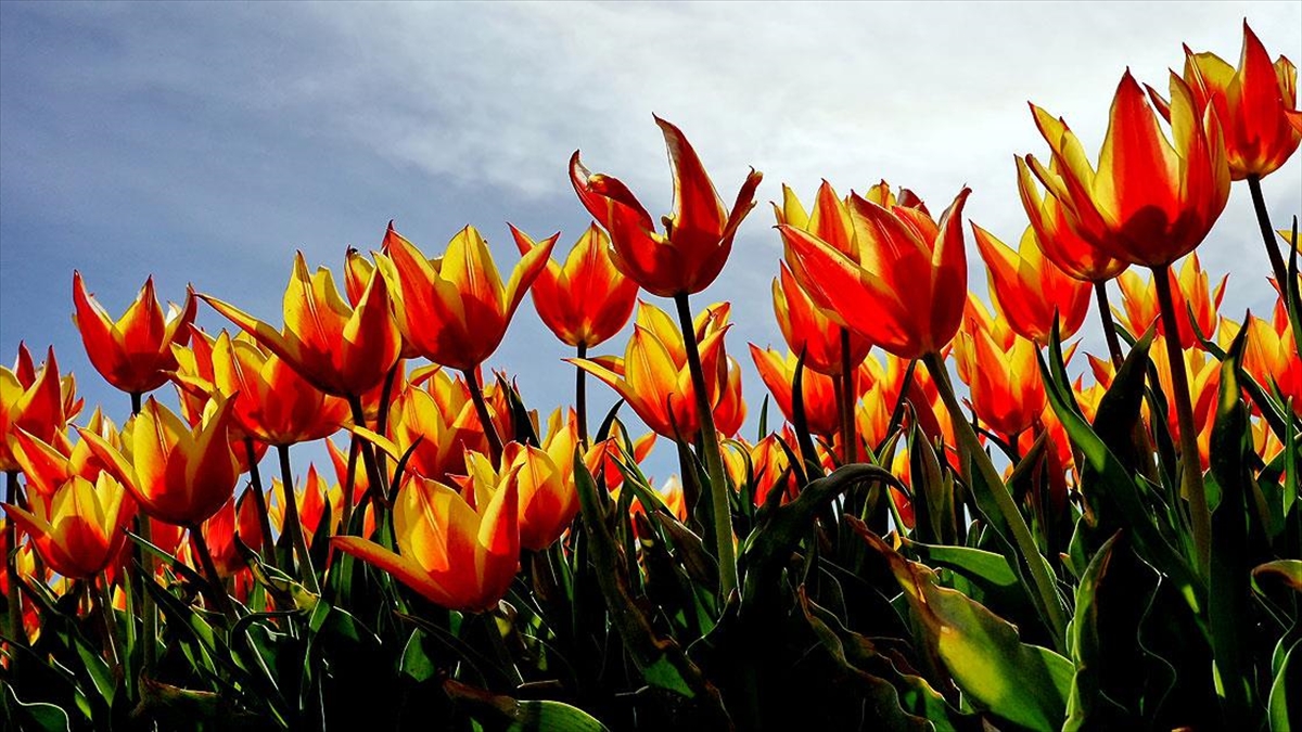 Konya'da 'Yerdeki Gökkuşağı' Olarak Nitelendirilen Laleler Çiçeklendi