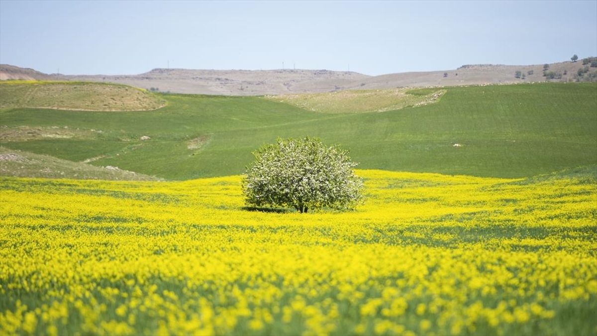Tunceli'de Yabani Hardal Çiçekleri Tarlaları Sarıya Bürüdü