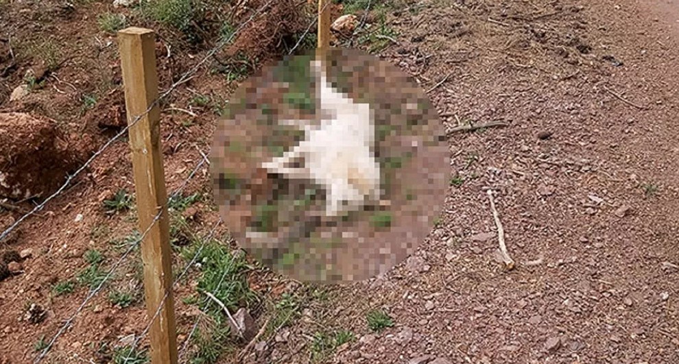 Antalya'da 5 sokak köpeği zehirlenerek öldürüldü