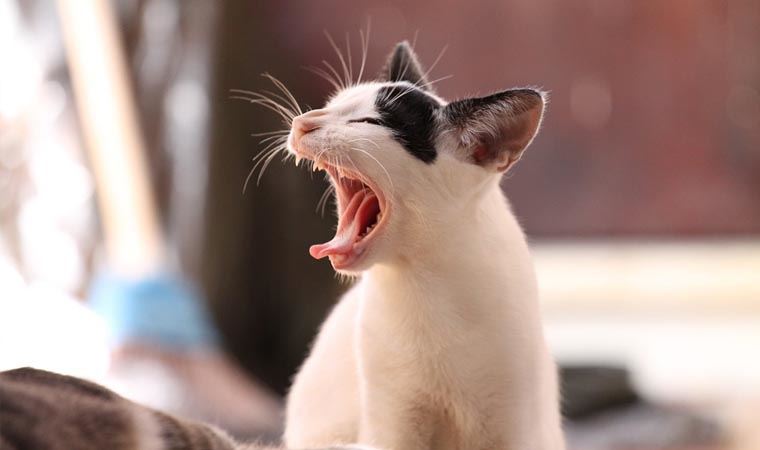 Kedilerin sık sık sergilediği 6 davranışı bilim açıkladı