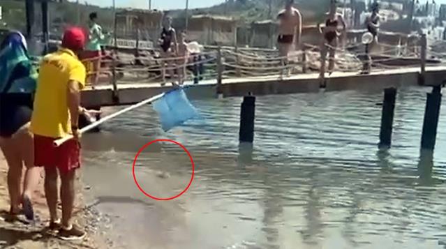 Alanya'da plaj kıyısına kadar gelen zehirli balon balıkları paniğe neden oldu