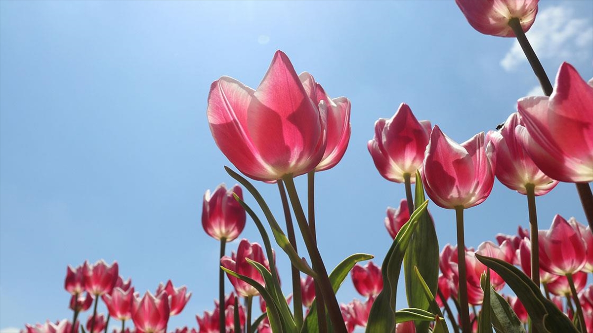 Karaman'da Üretilen Laleler 11 Ülkede Park Ve Bahçeleri Süslüyor