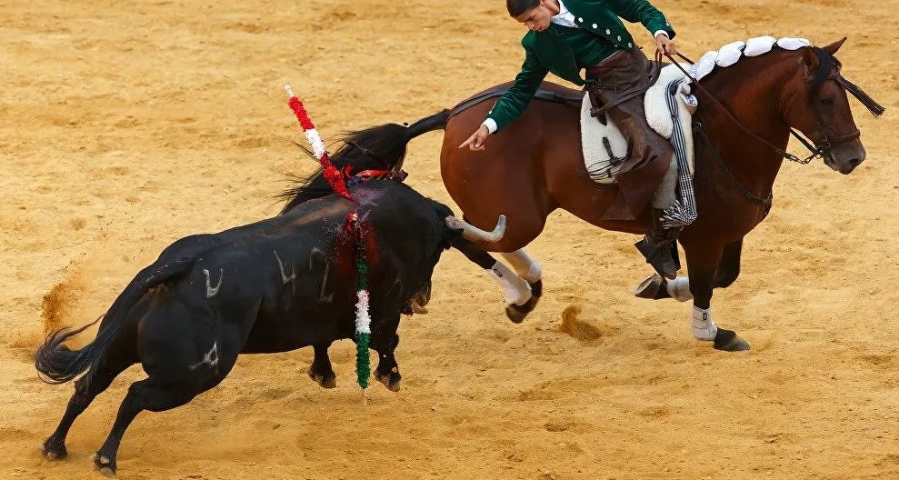 İspanya'da boğa güreşleri yeniden başladı