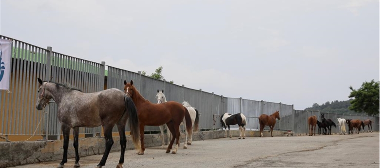 İBB, Atları Belediye, STK, ve Üniversitelere Teslim Etti