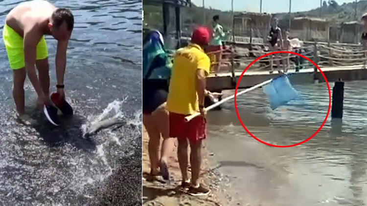 Akdeniz'de balon balığı tehlikesi!