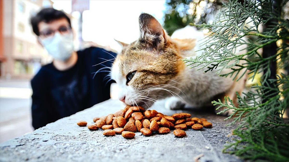 Hayvansever Lise Öğrencisi Harçlıklarıyla Sokaklardaki 'Can Dostları'nı Besliyor