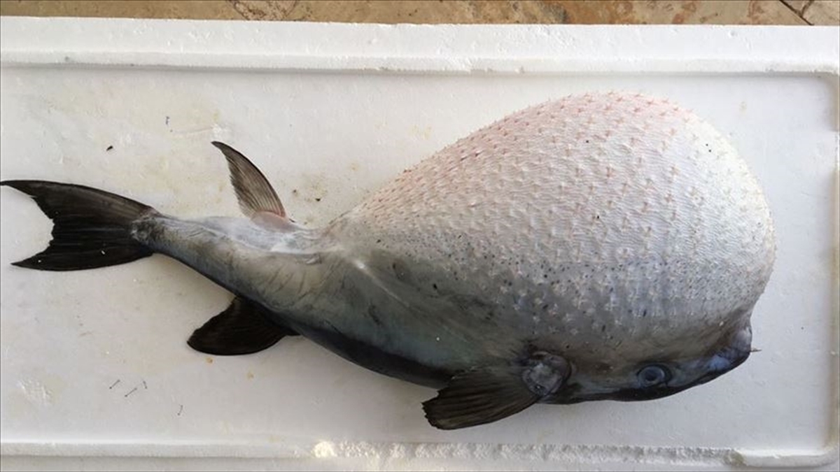 Balon Balığı Avcılığına Yapılacak Destekleme Ödemesinin Şartları Belli Oldu