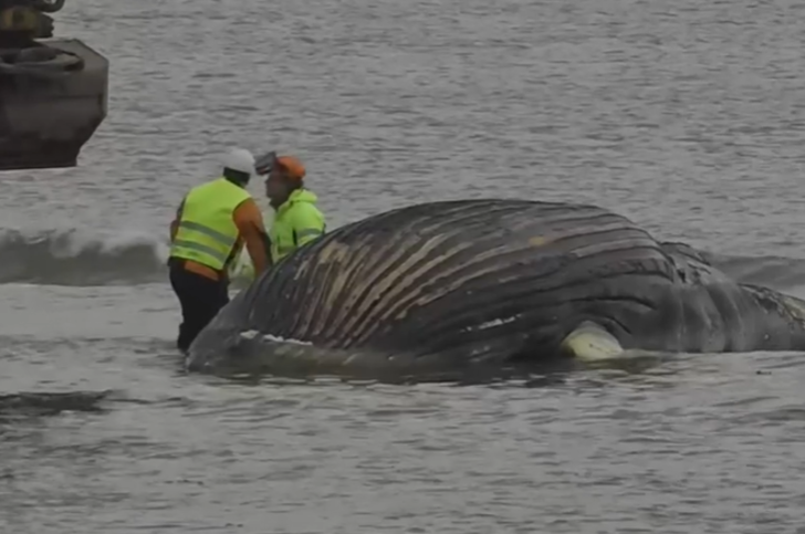 8 metrelik balina kıyıya vurdu: Her an patlayabilir