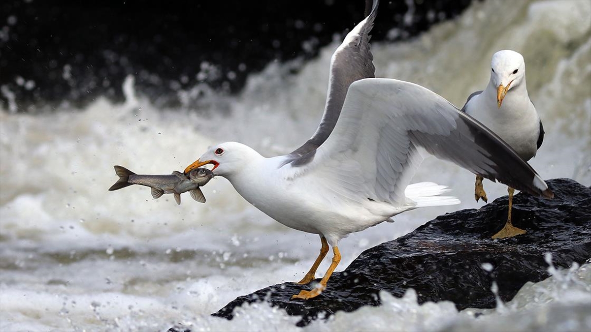 Van'da İnci Kefalinin Tatlı Sulara Yolculuğu Devam Ediyor