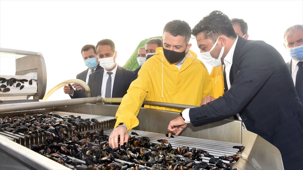 Tarım Ve Orman Bakanı Pakdemirli'den Kıyı Balıkçılarına Ödeme Müjdesi