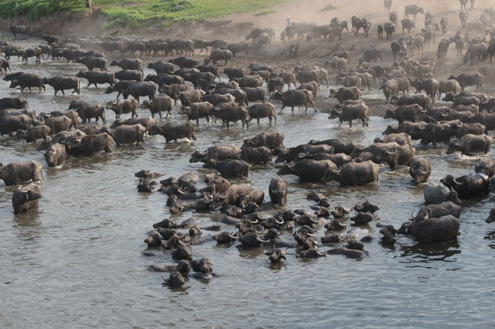 Afrika Serengeti Parkı değil Balıkesir Ovası