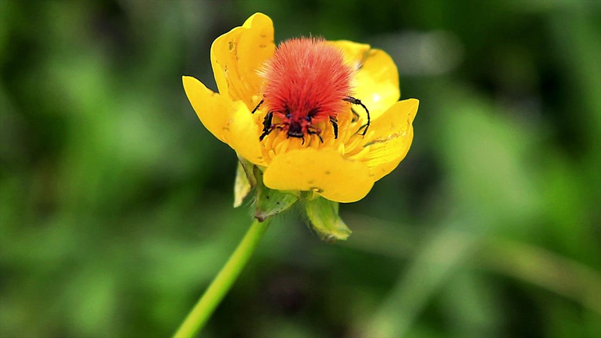 Elazığ'da 2 Bin 340 Rakımda Tesadüfen Keşfedilen Böceğe 'Kürklü Düğün' Adı Verildi