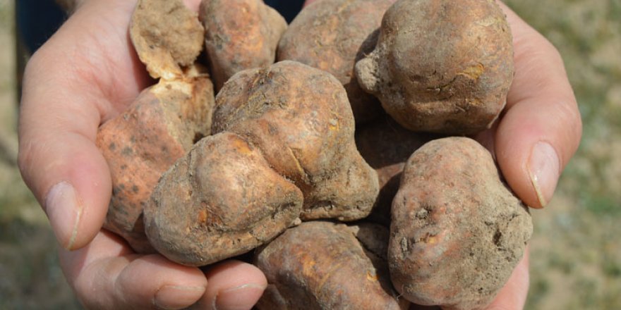 Yeni define Domalan!