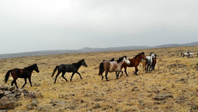İBB'nin atları Kuzey Irak'a götürüldü iddiası