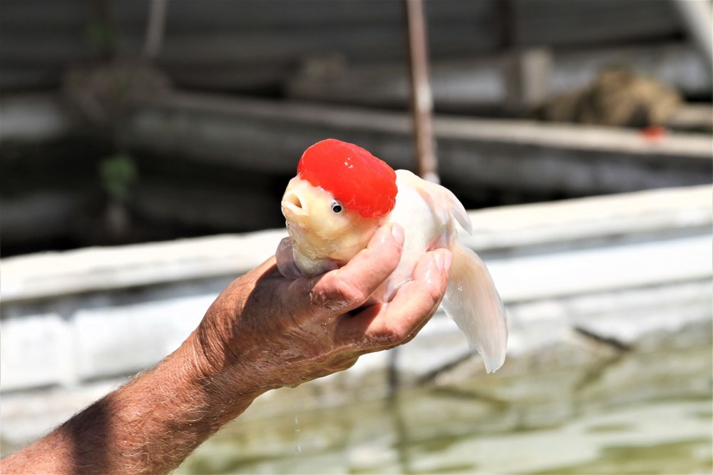 Serada süs balığı üretmeye başladı.