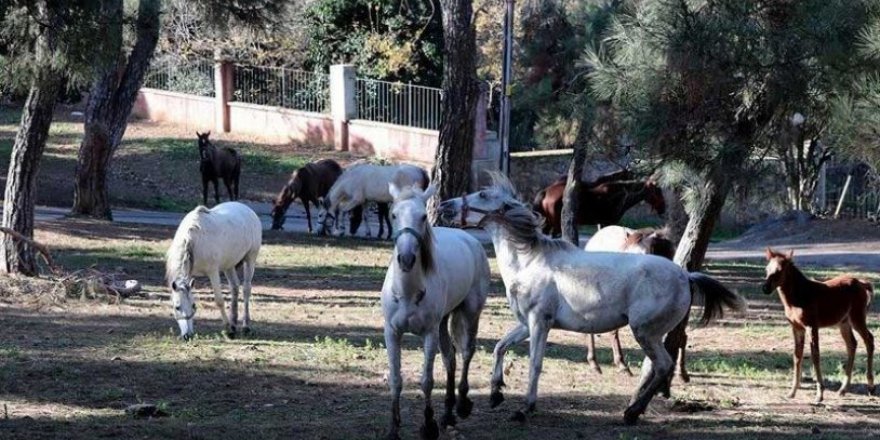 İBB'den kayıp atlar açıklaması: Mevzuat açık!