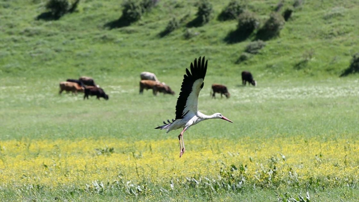 Muş Ovası Baharın Gelmesiyle Göç Eden Leylekleri Ağırlamaya Başladı