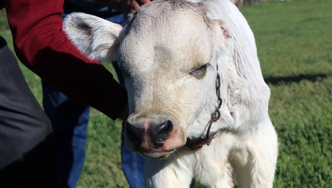 Tek kulaklı doğan buzağı görenleri şaşırtıyor