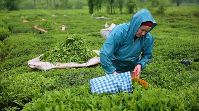 Çiftçilere ve çay üreticilerine Erdoğan'dan haber!