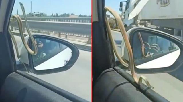 Araba camındaki 2 metre yılanla korkutan seyahat