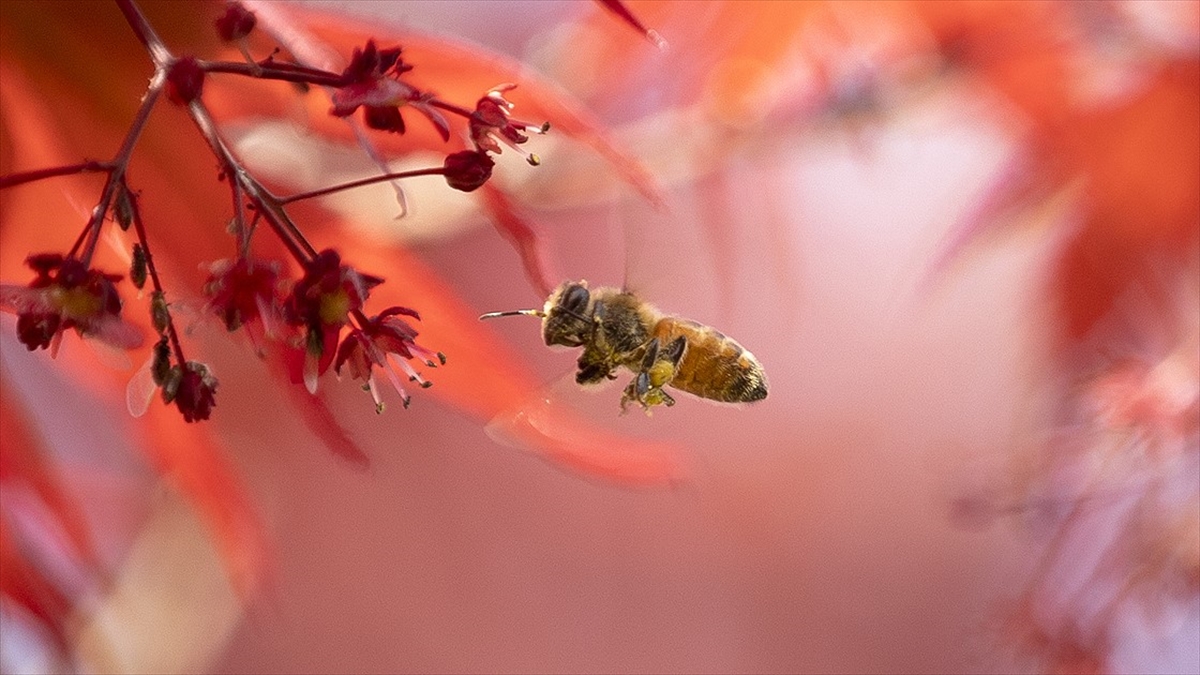 İklim Değişikliği Ve Bilinçsiz Zirai İlaç Kullanımı Türkiye'de Arı Kayıplarını Artırdı