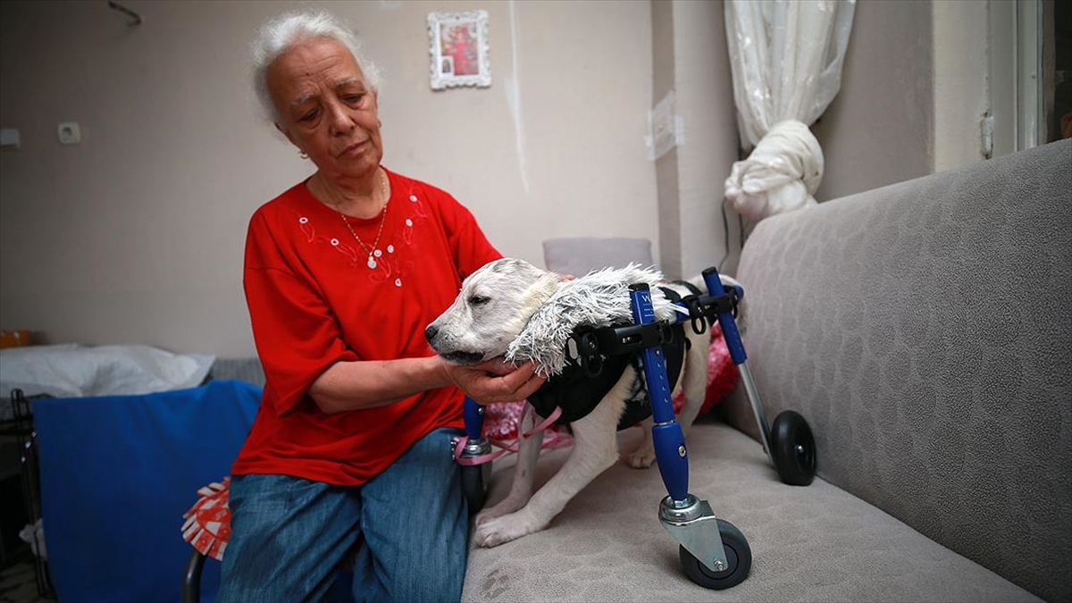 Sokakta Bulduğu Felçli Köpeğe 'Bebek' Gibi Bakarak Hayata Bağladı