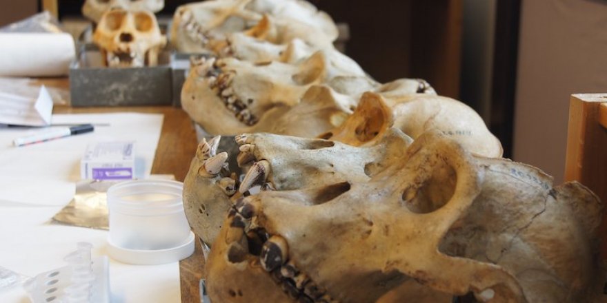 Ağız Bakterilerimizin Şaşırtıcı Evrimsel Geçmişi Ortaya Çıkıyor