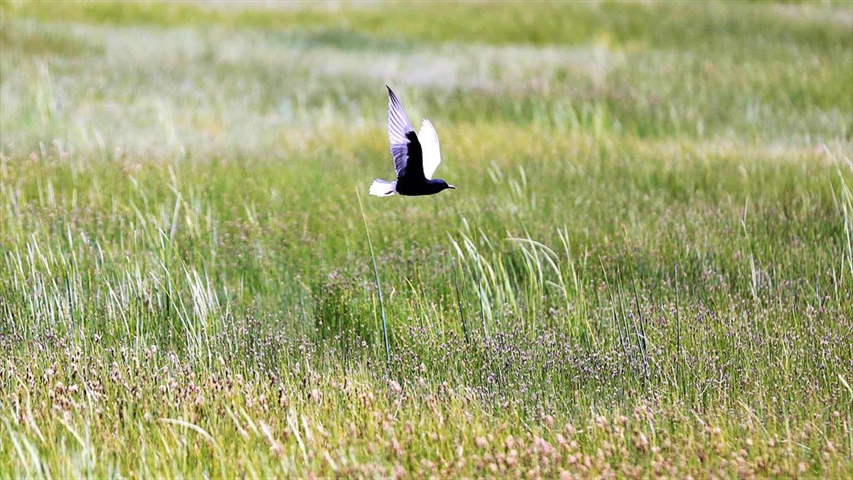 Göçmen Kuşların Afrika-kafkasya Yolculuğunun Mola Noktası: Erzurum Ovası