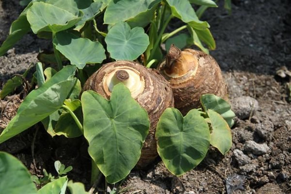 Çiftçinin yeni gözdesi gölevez