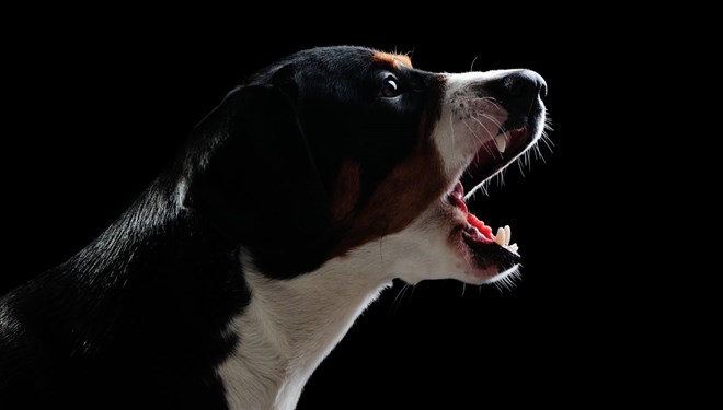 Malezya'da 8'inci corona virüs türü tehlikesi: Köpekten insana geçti