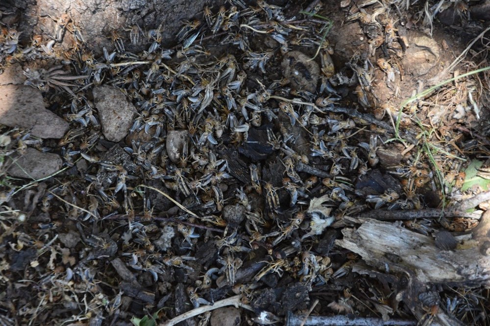 Bitlis'te kuraklık: Çekirge istilasıyla sonuçlandı
