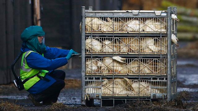 Aralık'ta insana sıçrayan kuş gribi, 46 ülkeye yayıldı