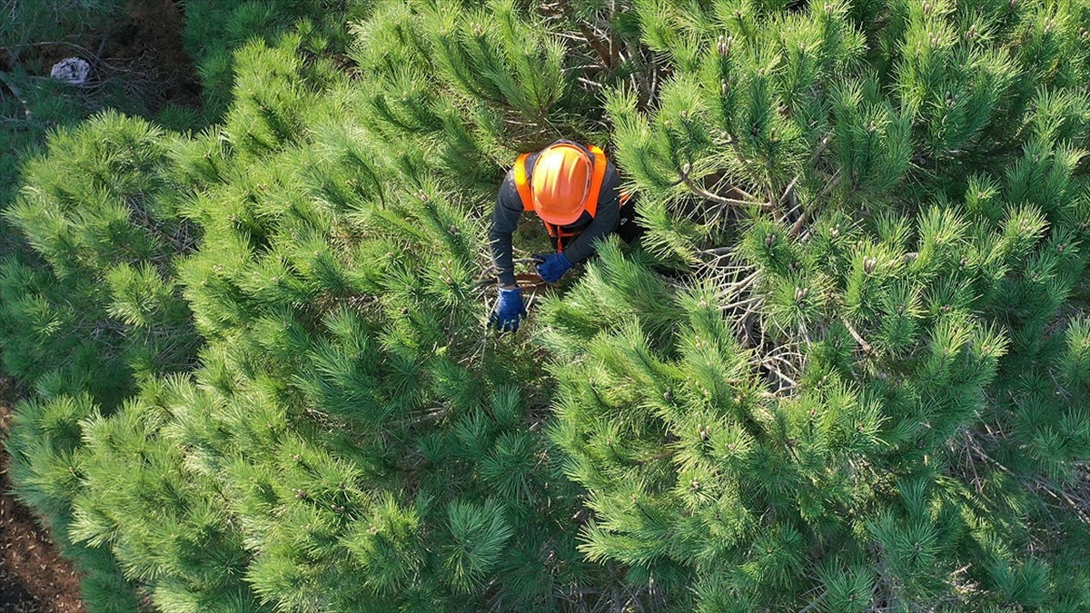 Orman Genel Müdürlüğü İşçi Alımı Yapacak