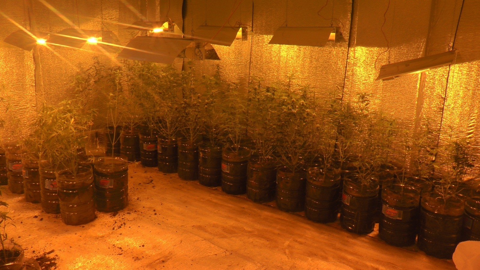 Beykoz’da 300 kök Hint keneviri ele geçirildi