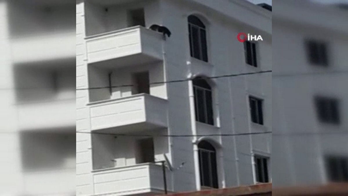 Çıkış yolunu bulamayan köpek balkondan aşağıya atladı