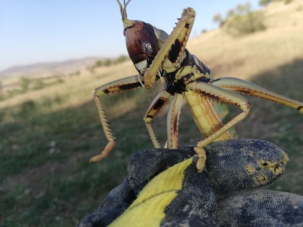 Batman'da etçil çekirge görüldü