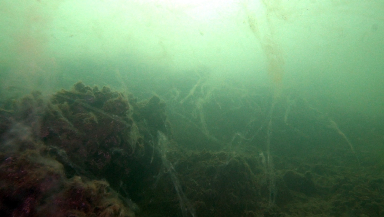 Marmara Denizi’nden gelen kötü haberlerin arkası kesilmiyor