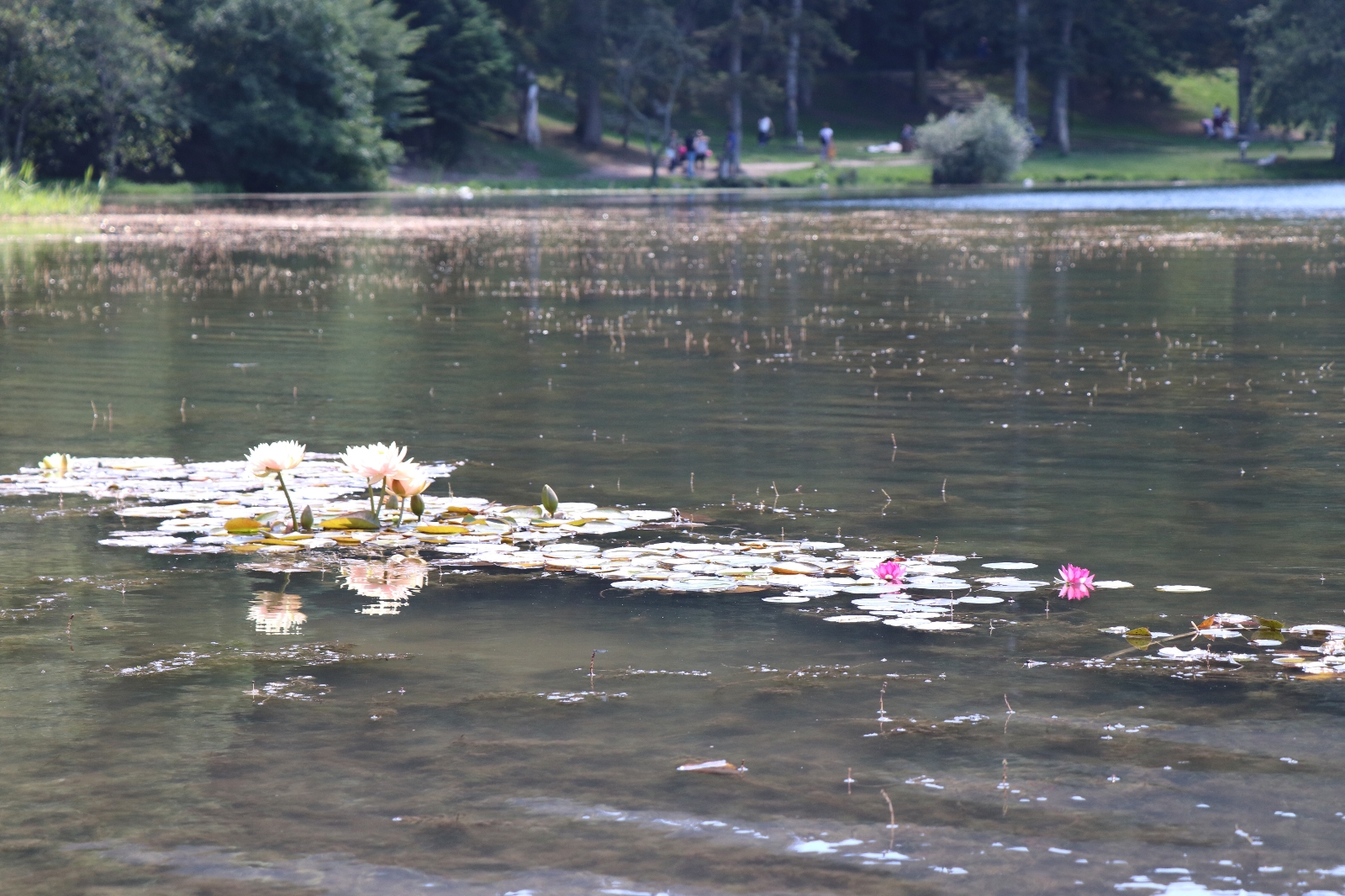 Bolu’da, tabiat parklarındaki nilüferleri koparanlara 160 bin lira ceza