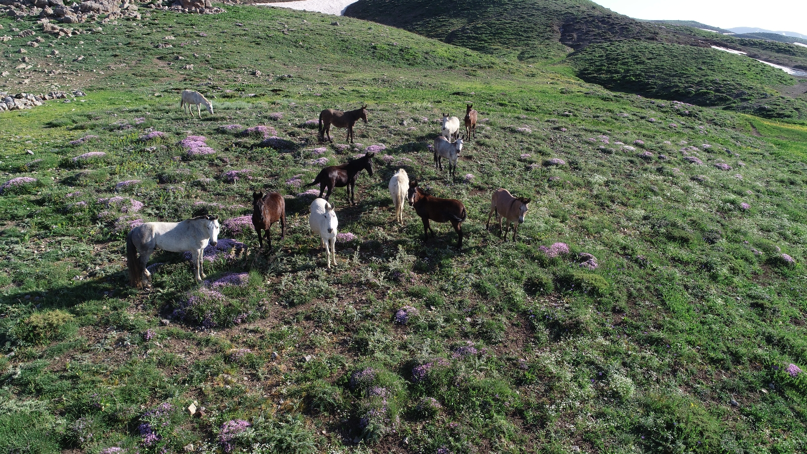 Şırnak yaylaları piknikçilerle şenlendi