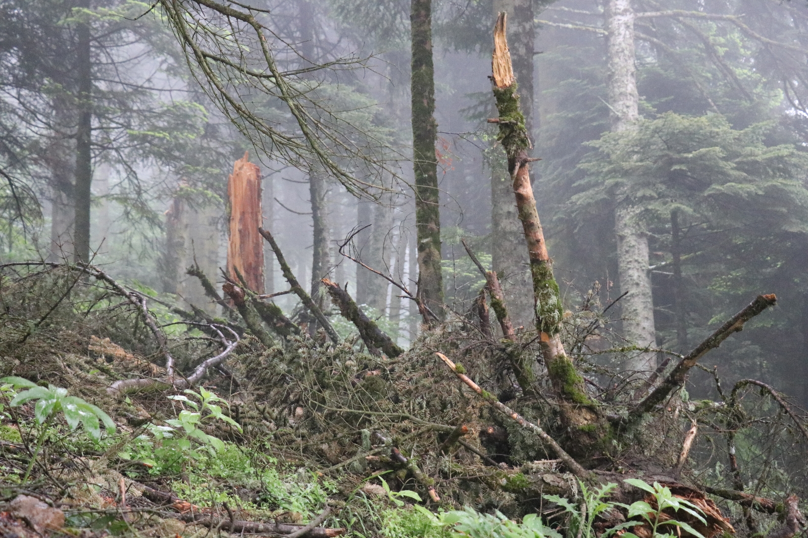 Kuvvetli rüzgar dev ağaçları kökünden söktü
