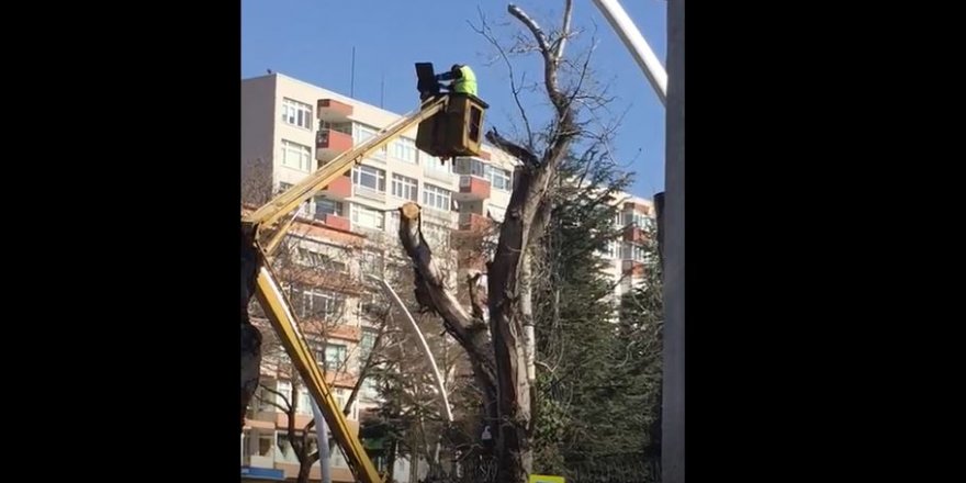 Başkentte ağaç budama!!!