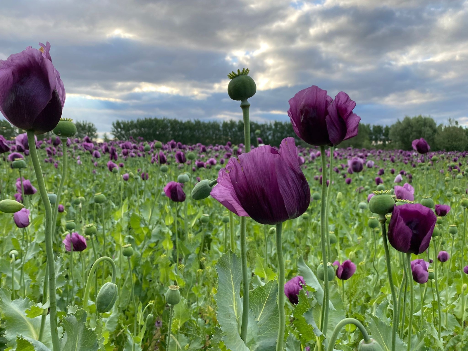 Çiçek açan haşhaşlar drone ile görüntülendi